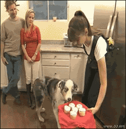 Name:  Dog_cupcake_tease.gif
Views: 21
Size:  1.42 MB