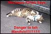 Best ways to increase my acceleration-manifolddanger11fx3.jpg