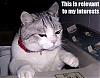 Best Cat for my money?-0007c6t7.jpg