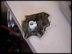 DIY: Clean the in-tank sock filter.-81.jpg