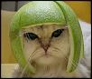 DIY: Passing Inspection with a Gutted Cat-catmelonhead.jpg