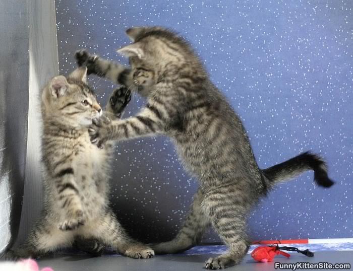 Name:  Cute_Kitten_Boxing.jpg
Views: 119
Size:  62.2 KB
