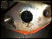 Turbo Oil Pressure Regulator-img_0431.jpg