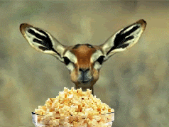 Name:  popcorn-gazelle.gif
Views: 50
Size:  271.4 KB