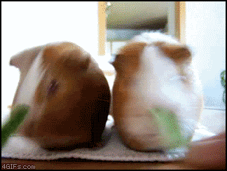 Name:  Guinea_pigs_nomrace.gif
Views: 29
Size:  2.80 MB