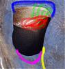 The Great Renesis Porting Project!-stock-primary-straight-colors.jpg