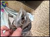 BHR w/Cat installed - threw a CEL (otherwise stock R3)-photo-2-5.jpg