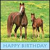 San Bernardino monthly Mazda meet and drive.-wild-horses-birthday.jpg