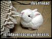 Official Irvine/OC Meet Thread-funny-pictures-rabbit-eats-thread.jpg