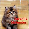 SevenStock 11 SoCal Caravan-juvenile-diabeetus.jpg