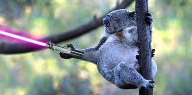 Name:  for_B3ta_jedi_koala-1.jpg
Views: 51
Size:  15.6 KB