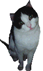 Name:  catshakehead.gif
Views: 87
Size:  22.4 KB