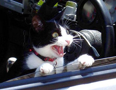 Name:  scared_cat2.jpg
Views: 25
Size:  26.5 KB