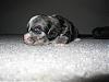 Free Puppies   !!    (norcal)-114_1442.jpg