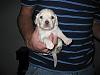 Free Puppies   !!    (norcal)-114_1449.jpg
