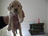 Free Puppies   !!    (norcal)-114_1486.jpg