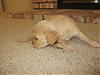 Free Puppies   !!    (norcal)-114_1484.jpg