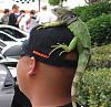 Once a month meeting near San Bernardino-mazda-speed-iguana.jpg