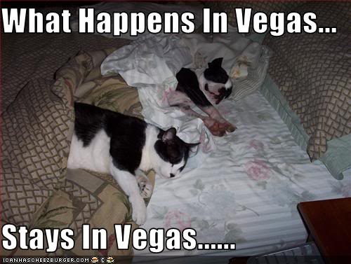 Name:  Vegascat-and-dog-.jpg
Views: 20
Size:  37.7 KB