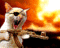 rotten42's Avatar