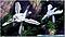 Dookie_Rx-8's Avatar
