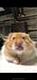StealthFox's Avatar